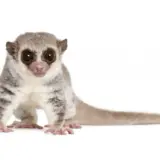 Mały, puszysty lemur, uroczy **primate po polsku**, z wielkimi, ciemnymi oczami i długim ogonem, siedzi na białym tle.