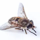 Bąk z bliska, z dużymi oczami i skrzydłami. Czy bąk ma żądło? Nie, bąki nie mają żądła, ale potrafią boleśnie ugryźć.