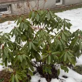 Zielony rododendron z pąkami kwiatowymi, otoczony śniegiem. Dowiedz się, jak przycinać rododendrony, aby cieszyć się ich pięknem.