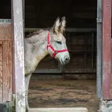 Un âne gris, portant un licol rouge, regarde hors d'un box en bois. Seul, il semble réfléchir à la question : un âne peut-il vivre seul ?
