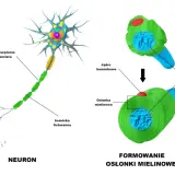 Kolorowa komórka nerwowa z wypustkami, aksonem i formowaniem osłonki mielinowej.