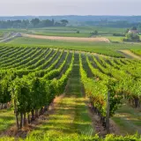 Paysage de vignobles verdoyants à perte de vue, idéal pour un séjour vignoble Bordeaux.