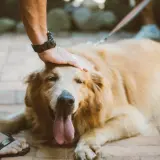 Złoty retriever leży na bruku, a jego opiekun głaszcze go po głowie. Pies dyszy, wystawiając język. To idealny moment na **sucrabest dla psa**.