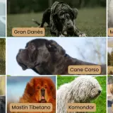 Nombres de razas de perros grandes: Mastín inglés, Gran Danés, San Bernardo, Mastín del Pirineo, Cane Corso, Leonberger, Terranova, Mastín Tibetano, Komondor, Dogo del Tíbet.