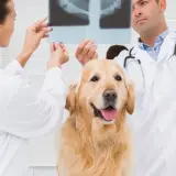 Weterynarze analizują RTG, by zdiagnozować dysplazję bioder u psa.