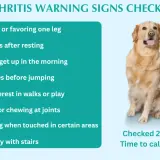Golden retriever sits next to a checklist of arthritis warning signs in dogs, including limping, stiffness, and difficulty with stairs.