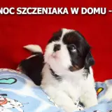 Sen 8-tygodniowego szczeniaka: Co jest normą i jak przespać noc?