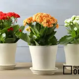 Trzy doniczki z kwitnącym kalanchoe: czerwonym, pomarańczowym i białym.