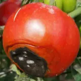 Pomodoro maturo con marciume apicale nero. È il momento di capire quando dare il calcio ai pomodori malati.