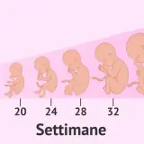 Illustrazione della crescita fetale dalla 4ª alla 40ª settimana. A 36 settimane di gravidanza quanti mesi sono? Circa 9 mesi.