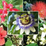 Kolaż przedstawia różnorodne egzotyczne kwiaty: czerwone, pnące, hibiskus, męczennicę i białe kwiaty cytrusów.