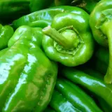 Frisch geerntete, glänzende grüne Paprika. Wann kann man Paprika ernten? Ab Sommer bis zum ersten Frost.