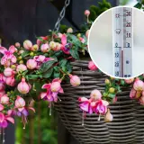 Urocza fuksja w doniczce, kwitnąca w ciepły dzień. Termometr pokazuje 25 stopni Celsjusza, idealną temperaturę dla tych pięknych kwiatów.