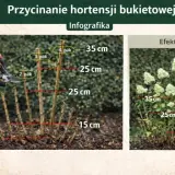 Instrukcja jak przycinać hortensje ogrodową: przycinanie pędów na różne wysokości (15, 25, 35 cm) dla obfitego kwitnienia.