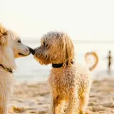 Dos perros se saludan en las playas de Galicia. El sol ilumina sus pelajes mientras disfrutan de un día en la arena.