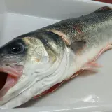 Lubina fresca en bandeja blanca, con boca abierta. Se aprecia la diferencia entre lisa y lubina por su forma y coloración.