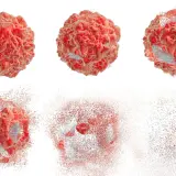 Komórka rozpada się, ukazując proces apoptozy. Fragmenty czerwonej materii unoszą się w powietrzu.