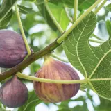Reife Feigen hängen an einem Ast. Bald ist Zeit für den Feigenbaum schneiden, um die Ernte zu fördern.