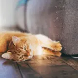 Eine orangefarbene Katze liegt auf dem Boden neben einem Sofa. Sie streckt eine Pfote aus, als ob sie am Sofa kratzen würde.