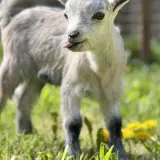 Un bébé chèvre naine, langue sortie, gambade dans l'herbe verte. Une image pleine d'espérance vie.