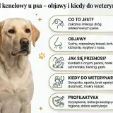 Labrador z objawami kaszlu kenelowego u psa: suchy kaszel, kichanie, gorączka. Informacje o przyczynach, objawach i profilaktyce.