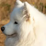 Uśmiechnięty samoyed w słońcu. Zastanawiasz się nad samoyed cena?