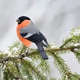 Ein Kernbeißer mit leuchtend orangefarbener Brust sitzt auf einem schneebedeckten Tannenzweig. Ein schönes Motiv, um einen Vogel zu bestimmen.