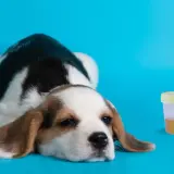 Smutny szczeniak beagle obok pojemnika z moczem i strzykawki. W moczu mogą być wałeczki szkliste.