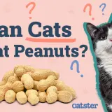 A black and white cat looks at a pile of peanuts with question marks around them.