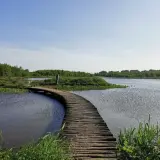 A wooden boardwalk curves over tranquil water, inviting a peaceful wandelen zuid-holland. Lush green trees and reeds surround the serene landscape.