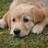 Golden Retriever: Jak kupić szczeniaka? Przewodnik i koszty