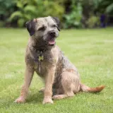 Ein fröhlicher Border Terrier sitzt im Gras und wartet auf sein nächstes Abenteuer.