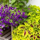 Kaskada fioletowych supertunia vista zachwyca kolorami, kontrastując z jasnozielonymi liśćmi.