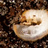 Larva bianca e pelosa, un esempio di insetti che mangiano le radici delle piante, si muove nel terreno scuro.