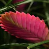 Die Tillandsia cyanea zeigt ihre leuchtend pinke Blütenähre, umgeben von grünen Blättern.