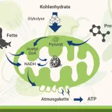 Schema zeigt, wie Fette, Kohlenhydrate und Proteine in Pyruvat umgewandelt werden, das dann über die Atmungskette zu ATP, der Energie der Zelle, führt.