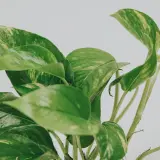 En närbild av en gullranka med gröna blad och inslag av gula blad.