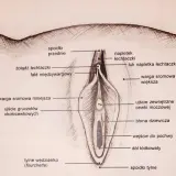 Ilustracja anatomiczna żeńskich narządów płciowych, z zaznaczonymi elementami takimi jak łechtaczka, wargi sromowe i błona dziewicza. Może być pomocna przy omawianiu zabiegu frenuloplastyka.