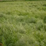Campo verdeggiante mosso dal vento, con fili sottili che ricordano i semi di teff.