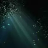 Un banco di pesci argentati nuota in un mare scuro, illuminato da raggi di luce che filtrano dall'alto. Un'immagine che potrebbe alimentare la fobia del mare.