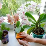 Comment nettoyer les feuilles d'orchidées : une éponge orange nettoie délicatement les feuilles vertes d'une orchidée sur le rebord de la fenêtre.
