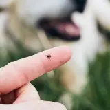 Mały kleszcz na palcu, w tle rozmyty pies. Uważaj na latające kleszcze podczas spacerów!