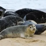 Foki na wyspie sobieszewskiej odpoczywają na piaszczystej plaży. Widać ich wiele, leżą blisko siebie.