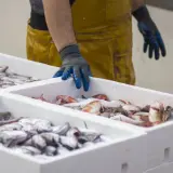 Man con guantes azules y delantal amarillo revisa cajas de pescado fresco en el puerto de Lira.