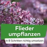 Zarte Fliederblüten im Vordergrund, im Hintergrund verschwommen. Text: "Flieder umpflanzen. In 8 Schritten richtig umsetzen.