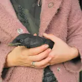 Ein Mensch hält einen jungen Dohlenvogel in seinen Händen. Der Vogel ist schwarz mit blauen Augen und einem spitzen Schnabel.