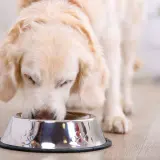 Złocisty retriever pochyla się nad miską, jedząc. Czy pies może jeść groszek? Ten słodki piesek na pewno chętnie spróbowałby!