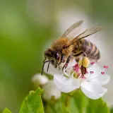 Una mosca ape, con le ali trasparenti e il corpo striato, si posa su un fiore bianco, raccogliendo polline.