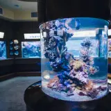 Oceanarium Gdańsk atrakcje: ryby skrzydlice w cylindrycznym akwarium, w tle inne zbiorniki z podwodnym światem.