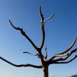Arbre aux branches taillées, prêt pour la nouvelle saison. La taille du mûrier assure une meilleure fructification.